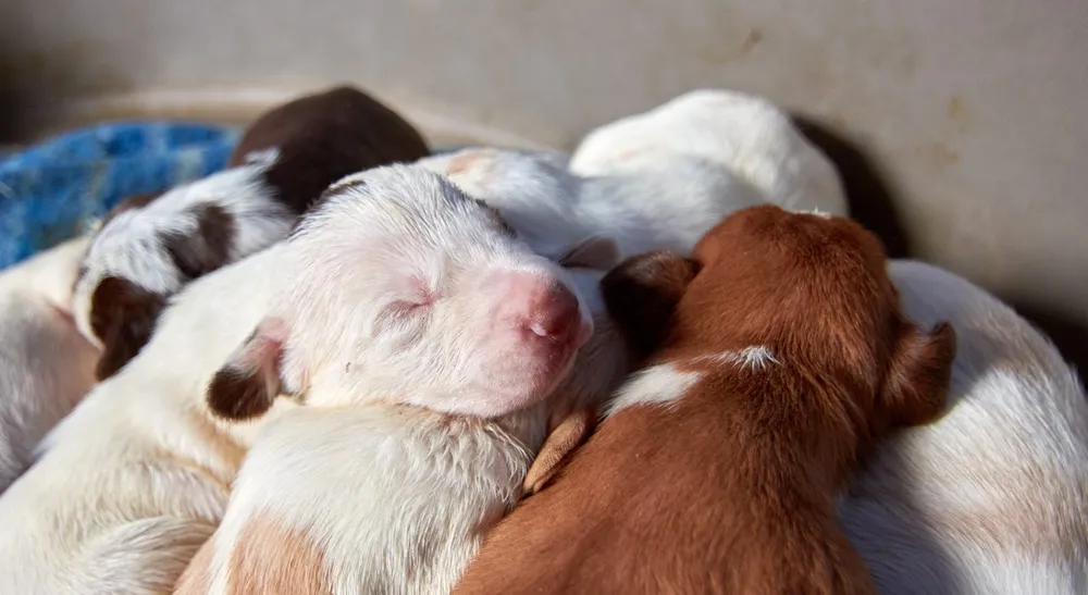 Newborn puppy being cared for during its first days of life