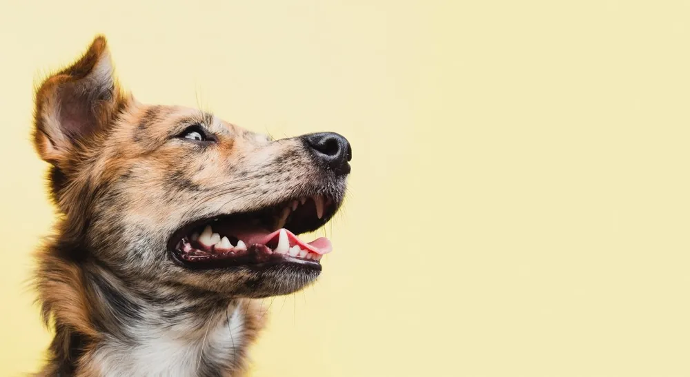 Veterinario examinando la piel y el pelaje de un perro