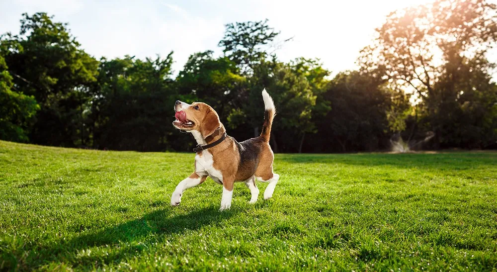 Dog panting in the heat, showing warning signs of heatstroke
