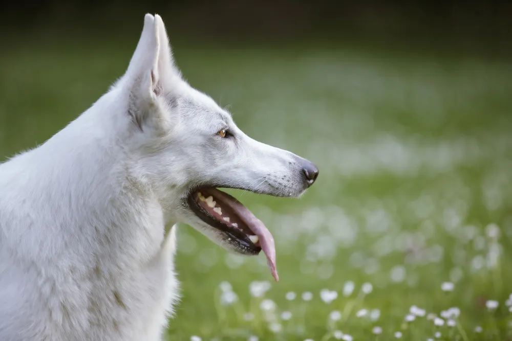 Perro siendo vacunado contra la rabia en la clínica