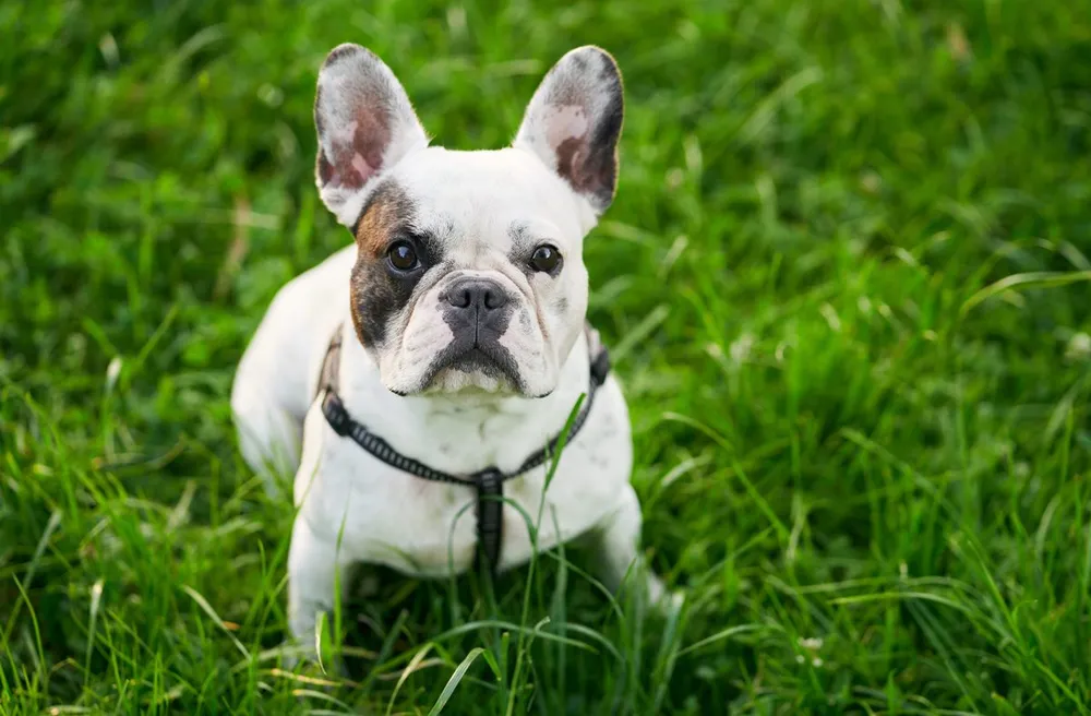 Revisión del pelaje de un perro en busca de pulgas y garrapatas