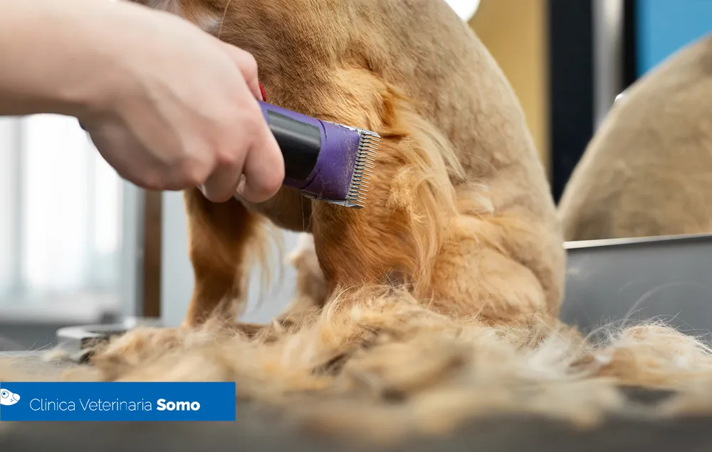 Dog with its full coat staying cool outdoors in summer instead of being shaved