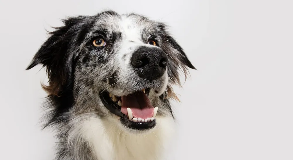 Revisión de los dientes de una mascota en la clínica