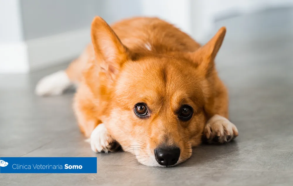 Sad dog lying down showing signs of post-holiday stress