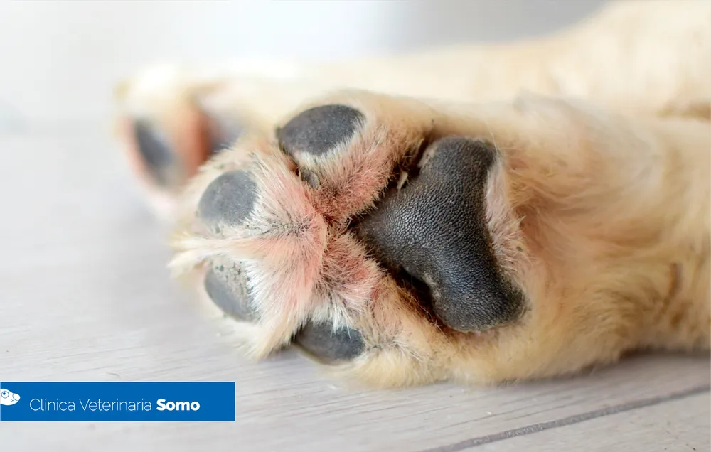 Dog's paw pads on hot asphalt in summer