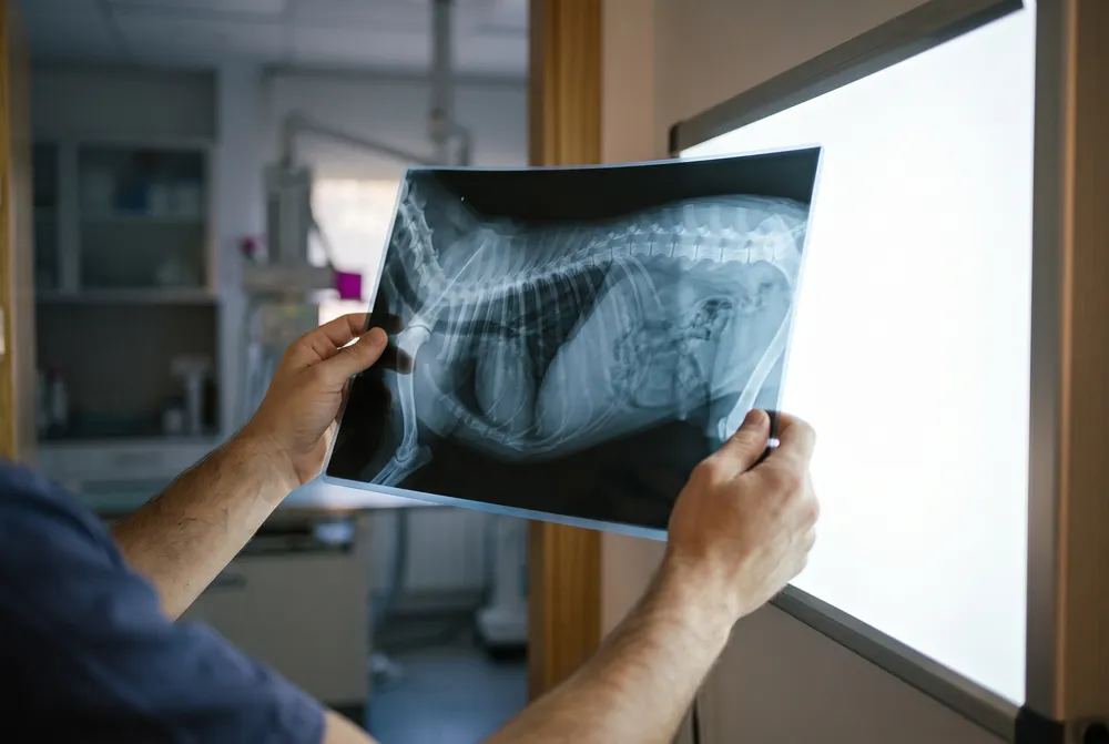 Veterinario revisando una radiografía de un perro en el negatoscopio