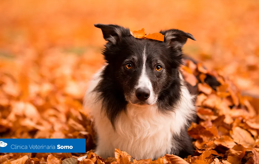 Dog enjoying an autumn walk among fallen leaves