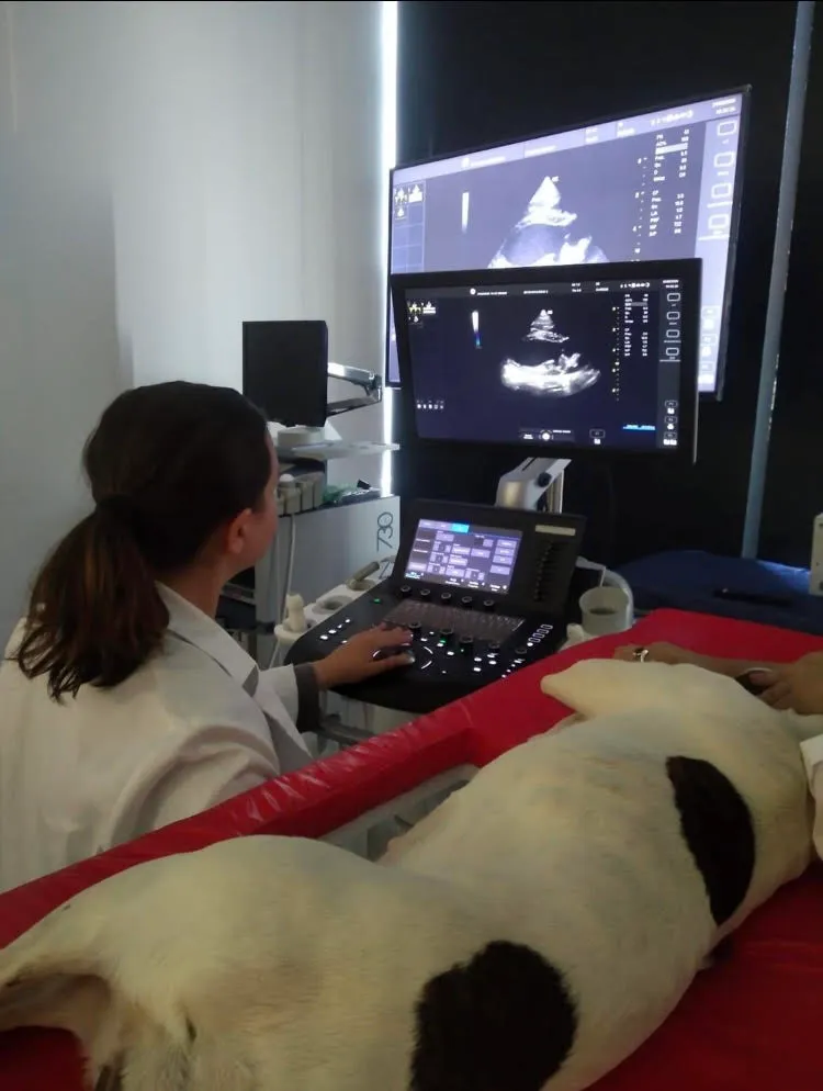 Veterinary ultrasound and cardiology in Somo