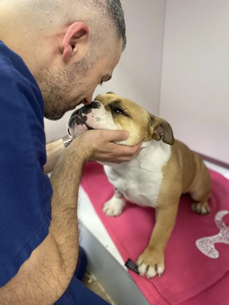 Veterinary hospitalisation in Somo