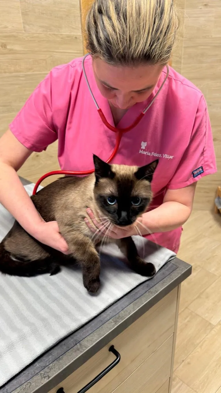 Veterinary Internal Medicine in Somo