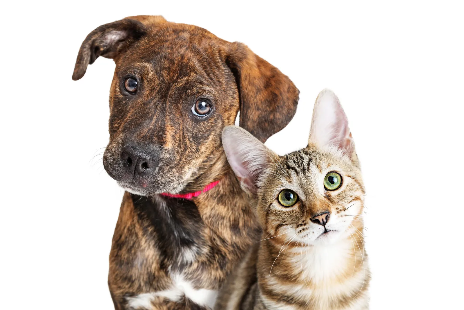 Cachorro y gatito