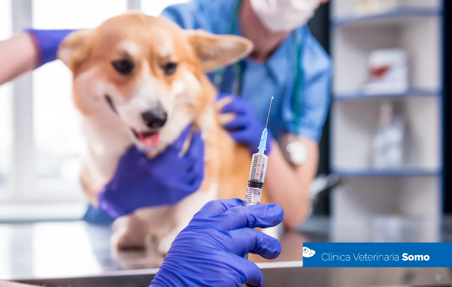 Cachorro recibiendo una vacuna de manos de un veterinario