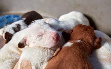 5 cuidados básicos para un perro recién nacido
