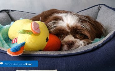 Artrosis Canina: síntomas, tratamiento y prevención