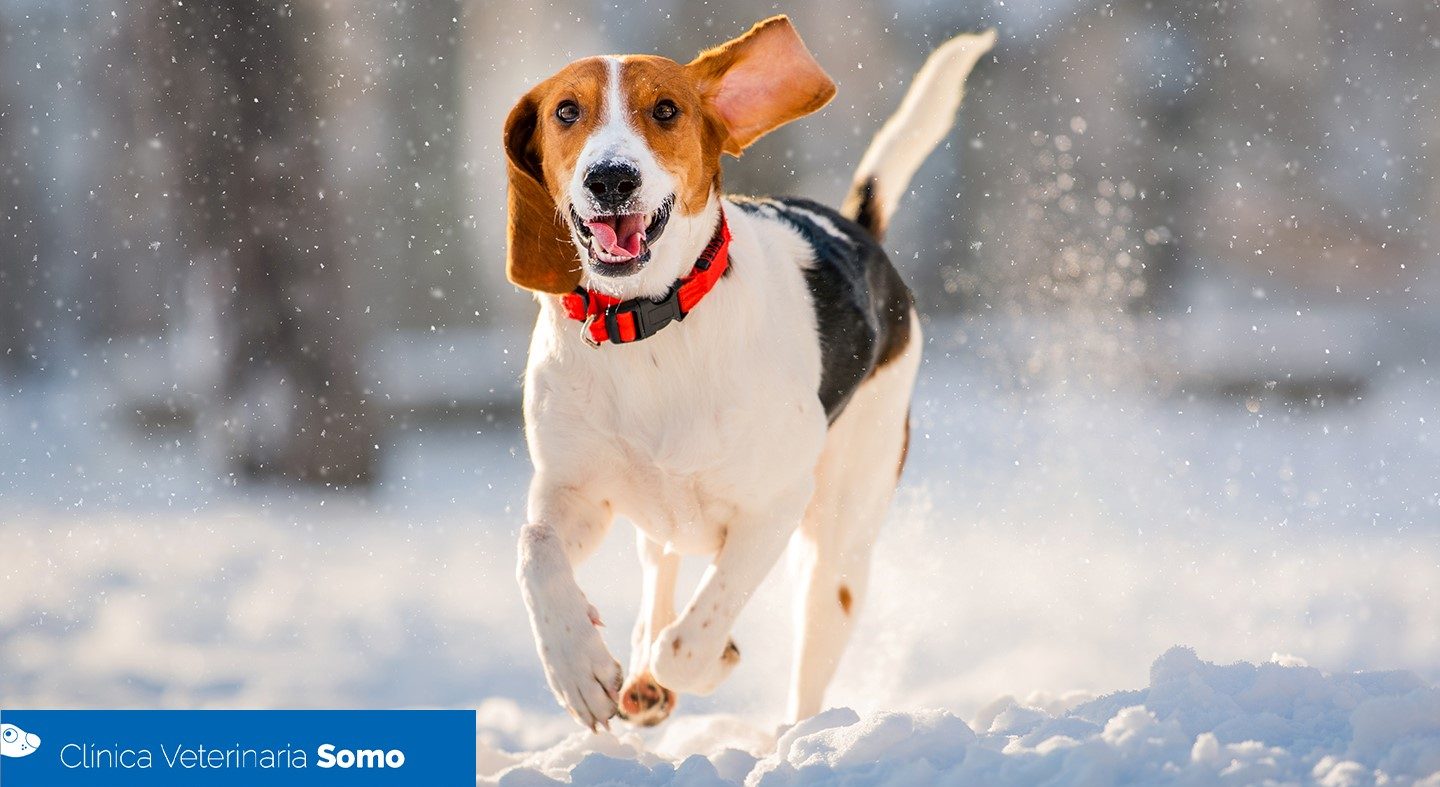 9 Consejos para llevar a tu perro a nieve – Veterinaria