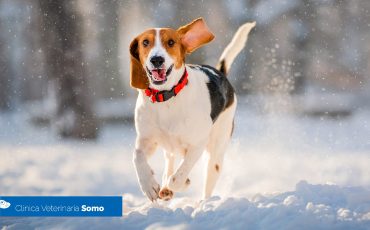 9 Consejos para llevar a tu perro a la nieve