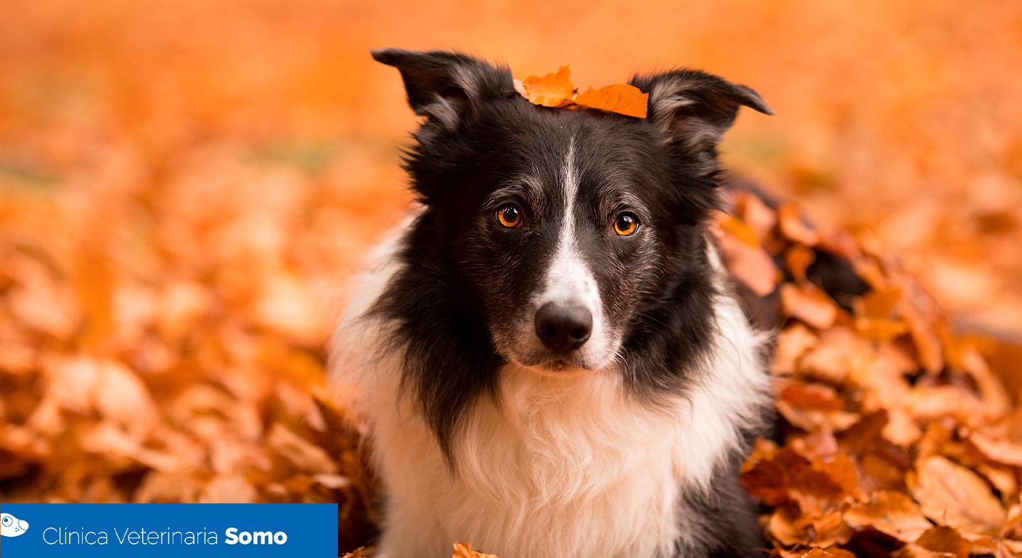 Consejos para cuidar a tu perro en otoño